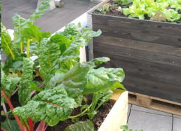 Salate und Gemüse wachsen in den Hochbeeten
